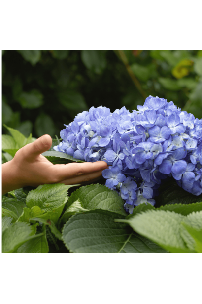 Hydrangea macrophylla Early Blue